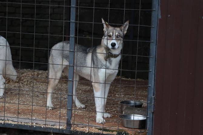 В Брянске 61 собаку из приюта передали в добрые руки