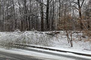 В 10-м микрорайоне Брянска снегопад повалил дерево и дорожный знак