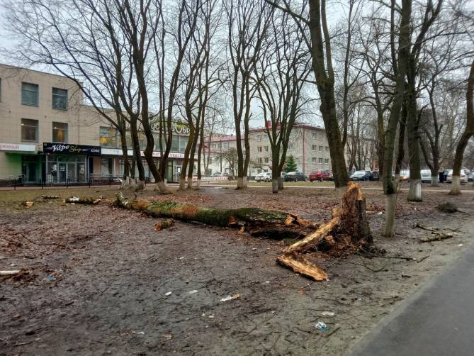 В Брянске на Бежицкой четыре дня не могут убрать упавшее гнилое дерево