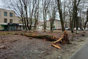 В Брянске на Бежицкой четыре дня не могут убрать упавшее гнилое дерево