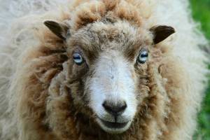В Погарском районе два приятеля украли овец ради бизнес-идеи