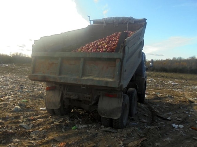 На Брянщине вдавили в грязь 4,6 тонны яблок