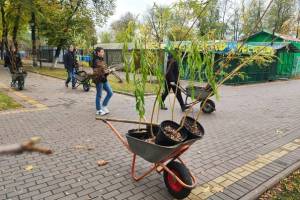 В парках Брянска посадили 233 молодых дерева