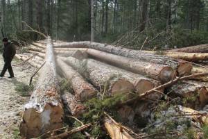 Природоохранная прокуратура нашла нарушения в брянских лесах