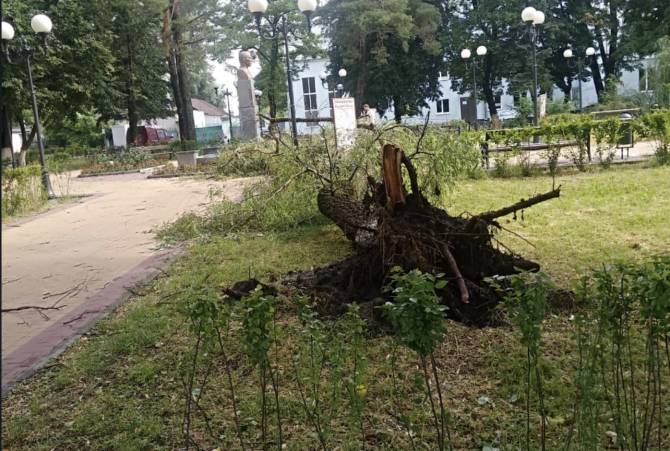 В брянском сквере Морозова с корнем вырвало дерево