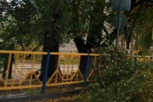 В Брянске на улице Почтовой упало дерево