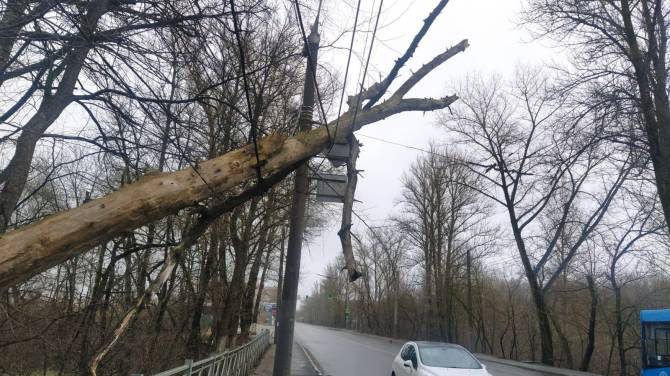 В Брянске у памятника Артиллеристам повисло на проводах гигантское дерево