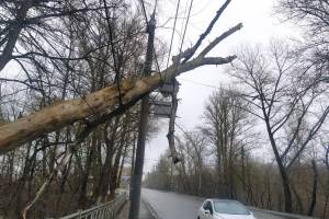 В Брянске у памятника Артиллеристам повисло на проводах гигантское дерево
