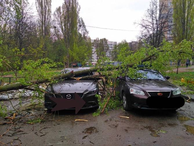 В Брянске ураган повалил дерево на две дорогие иномарки