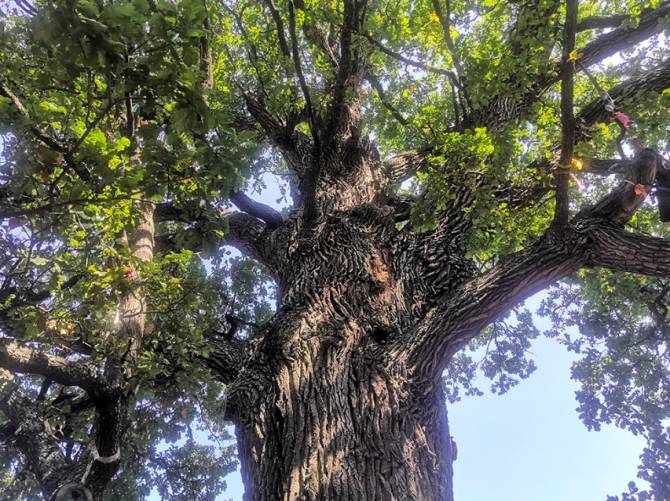 Брянский 267-летний дуб может стать «деревом года»