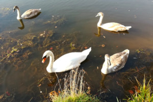 На озере в Дятькове неизвестные расстреляли лебедей