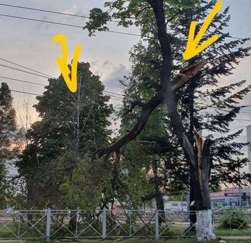 В Брянске на улице 3-го Интернационала гнилое дерево рухнуло на тротуар