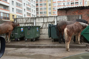 В Брянске на Володарке лошадь едва не убила пенсионерку