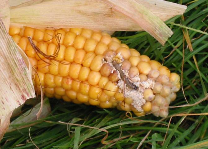 Брянскую кукурузу атаковал стеблевой мотылек
