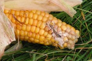 Брянскую кукурузу атаковал стеблевой мотылек