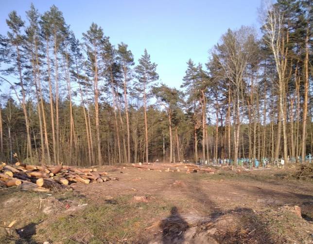 Под Климово продолжили пилить деревья на разгромленном кладбище