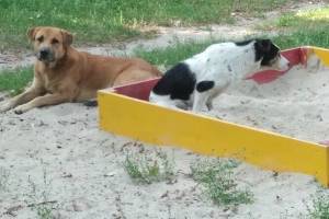 В Брянске бродячие собаки оккупировали детскую площадку