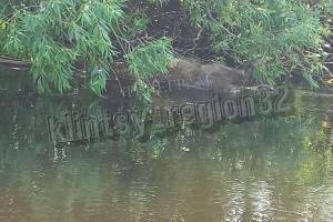 Под Клинцами в реке Ипуть нашли мертвого кабана