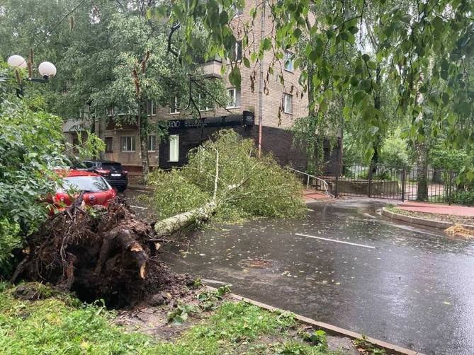 В Брянске из-за мощного ливня рухнули 4 дерева