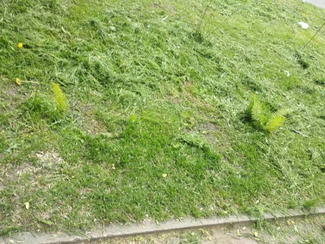 В Брянске коммунальщики уничтожили благоустроенные горожанами газоны