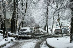В Брянске на улице Профсоюзов дорогу перегородило упавшее дерево