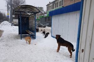 В Брянске на «Мечте» обосновалась свора бездомных псов