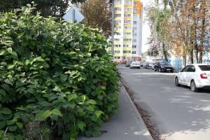 В Брянске стал непроходимым тротуар по 2-му Советскому переулку