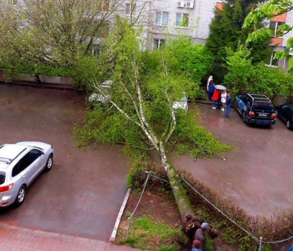 В Брянске дорожники убрали рухнувшее дерево на Софьи Перовской