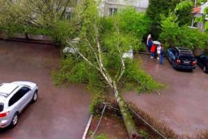 В Брянске дорожники убрали рухнувшее дерево на Софьи Перовской