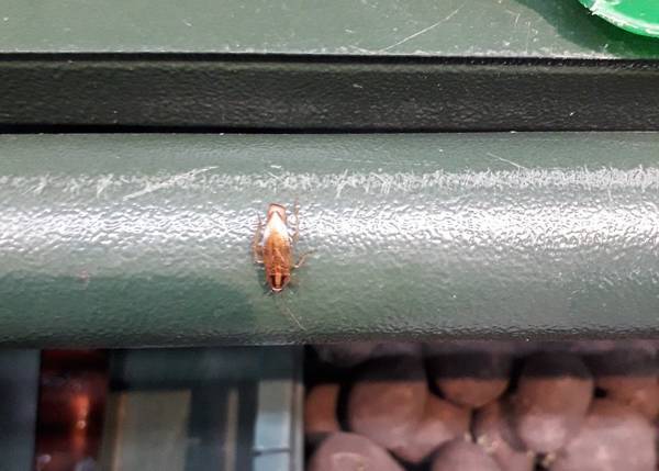 Тараканы протестировали магазин в Погаре