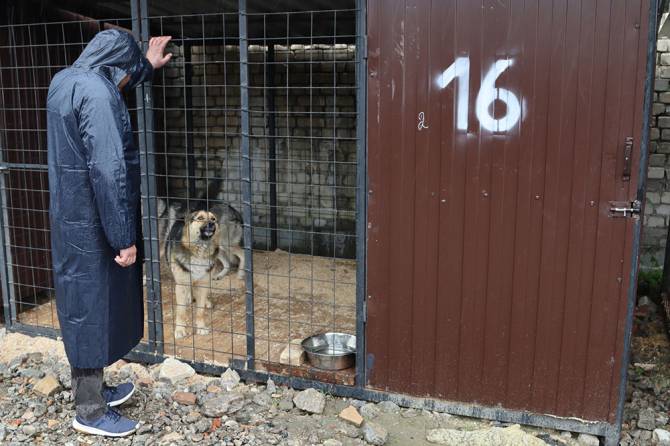 В Брянске 32 собаки из приюта нашли новых хозяев