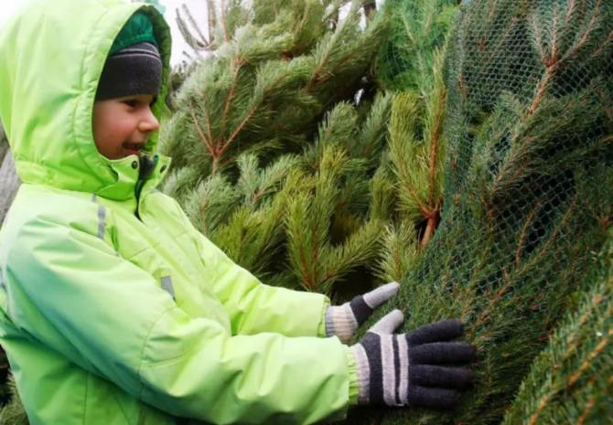 В Брянске с 18 декабря откроются елочные базары