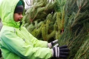 В Брянске с 18 декабря откроются елочные базары