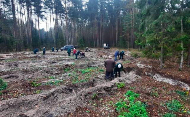 В Брянской области за осень высадили 60 тысяч деревьев