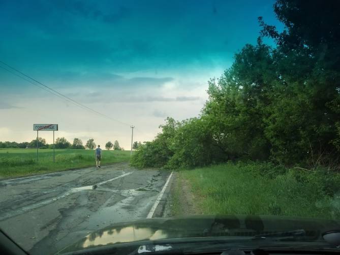В Погарском районе на трассу рухнуло дерево