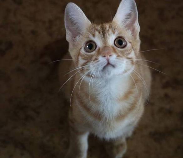 В Брянске для избитого кота Челентано ищут хозяев