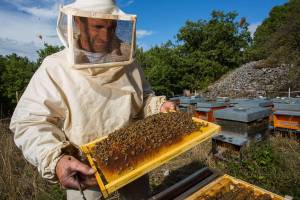 Брянские депутаты одобрили изменения в закон «О пчеловодстве»