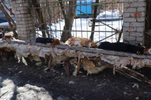 В Брянске бездомные псы устроили лежбище на трубах у детсада