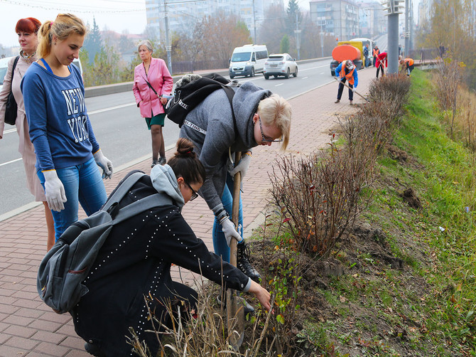 В Брянске на проспекте Ленина посадили еще 400 кустов кизильника