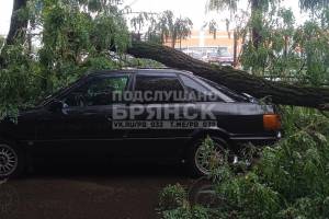 В Бежицком районе Брянска дерево рухнуло на припаркованную иномарку
