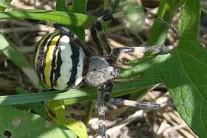 В Севском районе объявились ядовитые пауки