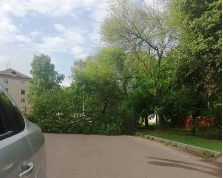 В Брянске на улице Красных Партизан упавшее дерево перегородило дорогу