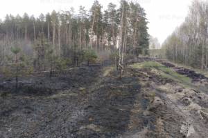 В Брянском районе тушили лесной пожар