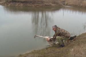 Брянский фермер устроил спасённым лебедям выпускной