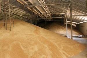 Трубчевское сельхозпредприятие уличили в нарушениях при хранении зерна