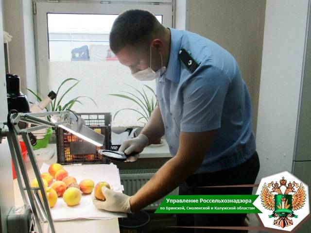 На Брянщину не пустили 8 тонн зараженных персиков из Турции