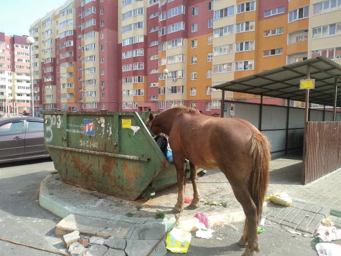 В Брянске лошадь устроила трапезу на мусорке у многоэтажки