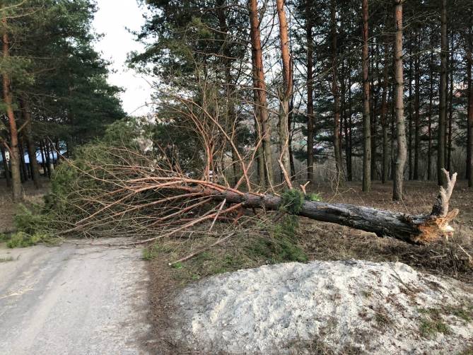 В Брянске ураган обрушил дерево в парке Соловьи