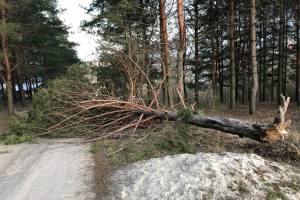 В Брянске ураган обрушил дерево в парке Соловьи