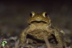 В «Брянском лесу» проснулись серые жабы